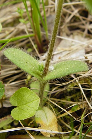 Cerastium tenoreanum \ Tenores Hornkraut, D Bastheim-Wechterswinkel 9.5.2015