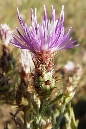 Centaurea australis x diffusa \ Sandbrtige Flockenblume, D Mannheim 16.7.2015