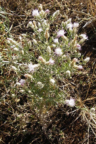 Centaurea australis x diffusa \ Sandbrtige Flockenblume, D Mannheim 16.7.2015