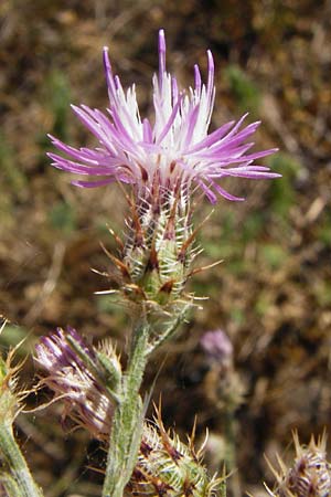 Centaurea australis x diffusa \ Sandbrtige Flockenblume / Hybrid Knapweed, D Mannheim 16.7.2015