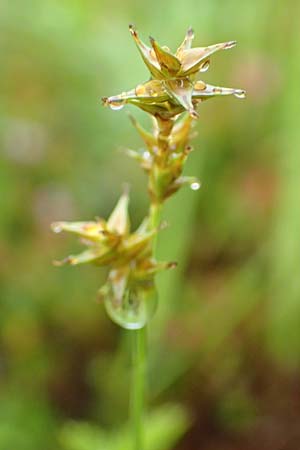 Carex echinata / Star Sedge, D Pfronten 9.6.2016