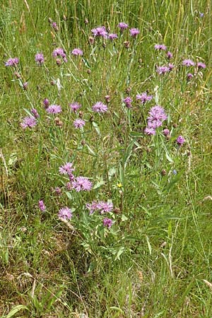 Centaurea jacea \ Wiesen-Flockenblume, D Großheubach am Main 20.6.2016