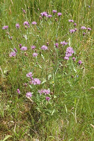 Centaurea jacea / Brown Knapweed, D Großheubach am Main 20.6.2016