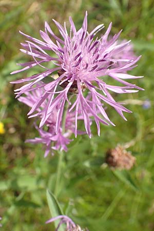 Centaurea jacea \ Wiesen-Flockenblume / Brown Knapweed, D Großheubach am Main 20.6.2016