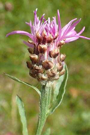 Centaurea jacea \ Wiesen-Flockenblume, D Großheubach am Main 20.6.2016