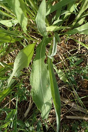 Centaurea pannonica \ stliche Schmalblttrige Flockenblume / Eastern Narrow-Leaved Brown Knapweed, D Biebesheim 12.5.2018