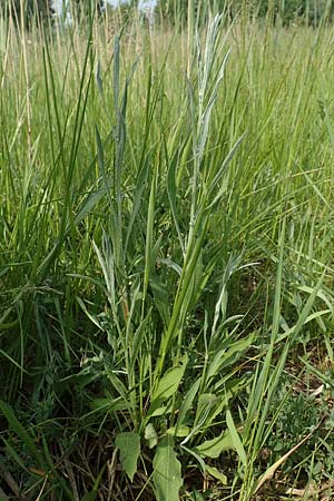 Centaurea pannonica \ stliche Schmalblttrige Flockenblume / Eastern Narrow-Leaved Brown Knapweed, D Biebesheim 12.5.2018