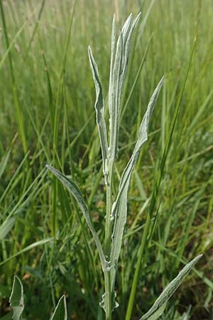 Centaurea pannonica \ stliche Schmalblttrige Flockenblume / Eastern Narrow-Leaved Brown Knapweed, D Biebesheim 12.5.2018