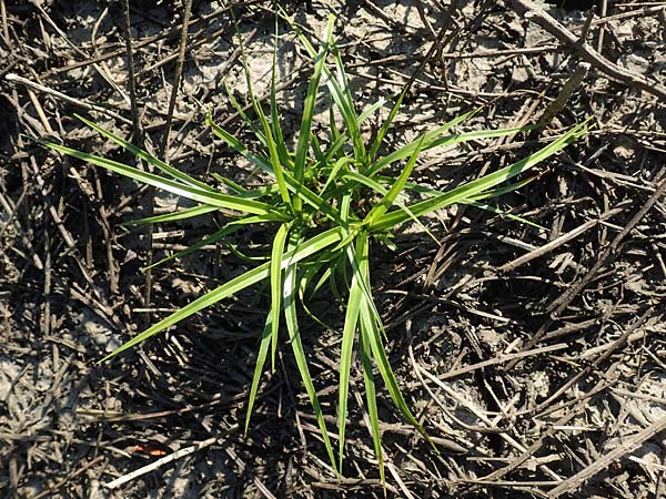 Cyperus eragrostis \ Frischgrnes Zypergras, Liebesgrasartiges Zypergras, D Bickenbach 17.7.2018