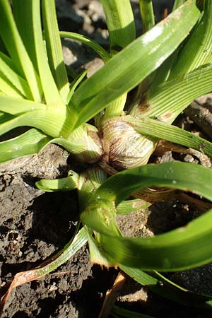 Cyperus eragrostis \ Frischgrnes Zypergras, Liebesgrasartiges Zypergras / Pale Galingale, D Bickenbach 17.7.2018