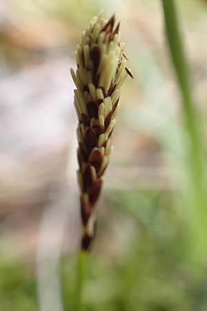 Carex ericetorum \ Heide-Segge / Heath Sedge, D Schwetzingen 12.4.2019