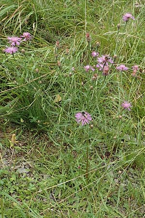 Centaurea pannonica / Eastern Narrow-Leaved Brown Knapweed, D Niedenstein-Kirchberg 29.7.2019