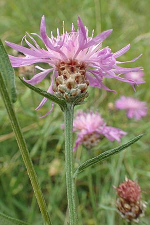 Centaurea pannonica \ stliche Schmalblttrige Flockenblume, D Niedenstein-Kirchberg 29.7.2019