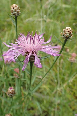 Centaurea pannonica \ stliche Schmalblttrige Flockenblume / Eastern Narrow-Leaved Brown Knapweed, D Niedenstein-Kirchberg 29.7.2019