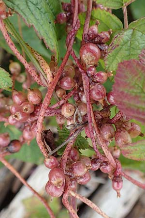 Cuscuta lupuliformis \ Weiden-Seide / Willow Dodder, D Mannheim 11.10.2019