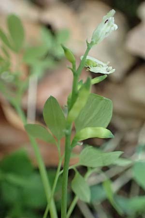 Ceratocapnos claviculata \ Rankender Lerchensporn, D Mannheim 13.5.2020