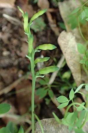 Ceratocapnos claviculata \ Rankender Lerchensporn / Climbing Corydalis, D Mannheim 13.5.2020