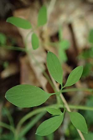 Ceratocapnos claviculata \ Rankender Lerchensporn, D Mannheim 13.5.2020