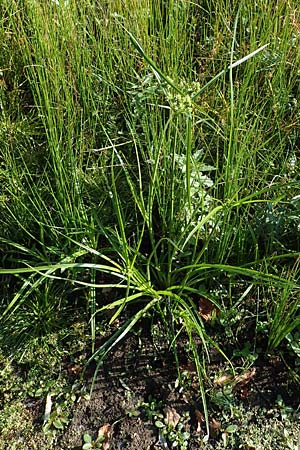 Cyperus eragrostis \ Frischgrnes Zypergras, Liebesgrasartiges Zypergras / Pale Galingale, D Bahlingen am Kaiserstuhl 24.9.2021