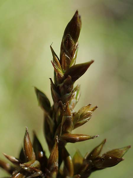 Carex elongata \ Walzen-Segge, Langhrige Segge, D Mühlheim am Main - Lämmerspiel 30.5.2023