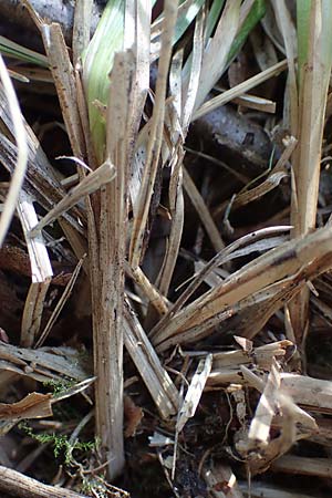 Carex elongata \ Walzen-Segge, Langhrige Segge / Elongated Sedge, D Mühlheim am Main - Lämmerspiel 30.5.2023