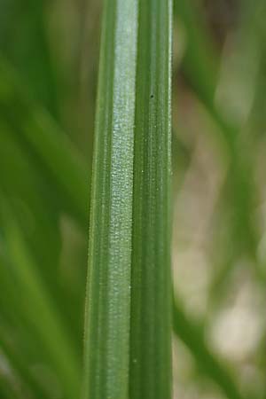 Carex elongata \ Walzen-Segge, Langhrige Segge, D Mühlheim am Main - Lämmerspiel 30.5.2023