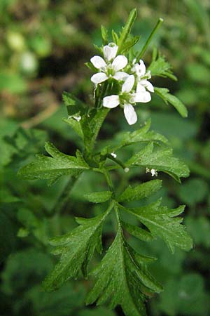 Cardamine flexuosa \ Wald-Schaumkraut / Wavy Bitter-Cress, D Mannheim 19.8.2007