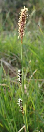 Carex flacca \ Blaugrne Segge / Blue Sedge, Carnation Grass, D Schwarzwald/Black-Forest, Feldberg 27.5.2017