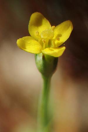 Cicendia filiformis \ Heide-Zindelkraut, D Drover Heide 9.7.2018