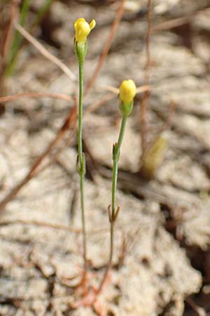 Cicendia filiformis \ Heide-Zindelkraut / Slender Cicendia, Yellow Centaury, D Drover Heide 9.7.2018