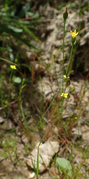 Cicendia filiformis \ Heide-Zindelkraut / Slender Cicendia, Yellow Centaury, D Drover Heide 9.7.2018