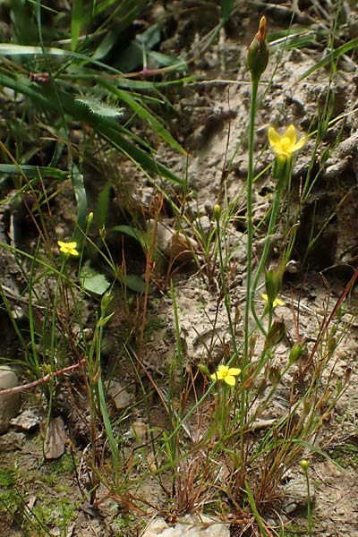 Cicendia filiformis \ Heide-Zindelkraut / Slender Cicendia, Yellow Centaury, D Drover Heide 9.7.2018