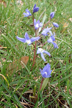 Scilla sardensis \ Sardes-Schneeglanz, Dunkle Sternhyazinthe / Sardes Glory of the Snow, D Jülich 10.3.2019