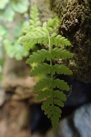 Cystopteris fragilis \ Zerbrechlicher Blasenfarn / Brittle Bladder Fern, D Schwarzwald/Black-Forest, Hornisgrinde 4.9.2019