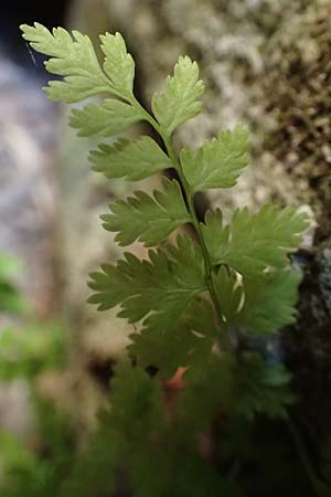 Cystopteris fragilis \ Zerbrechlicher Blasenfarn, D Schwarzwald, Hornisgrinde 4.9.2019