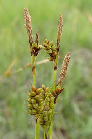 Carex hostiana \ Saum-Segge, Hosts Segge / Tawny Sedge, D Offenburg 22.5.2020