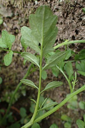 Cardamine flexuosa \ Wald-Schaumkraut / Wavy Bitter-Cress, D Trippstadt 23.4.2022