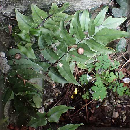 Cyrtomium fortunei \ Fortunes Sichelfarn / Japanese Holly Fern, D Bochum 16.4.2023