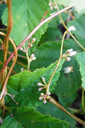 Cuscuta lupuliformis \ Weiden-Seide / Willow Dodder, D Mannheim 20.7.2015