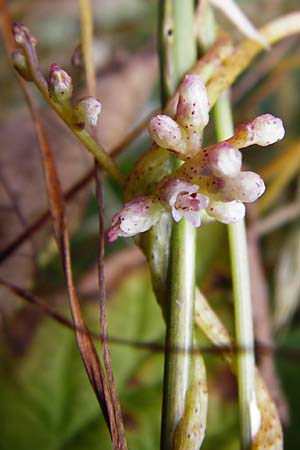 Cuscuta lupuliformis \ Weiden-Seide / Willow Dodder, D Mannheim 20.7.2015