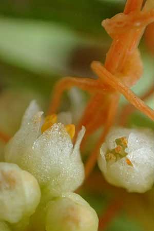 Cuscuta gronovii \ Gronovius-Seide, Weiden-Seide / Gronovius' Dodder, Swamp Dodder, D Mosbach-Eisenbusch 8.9.2015