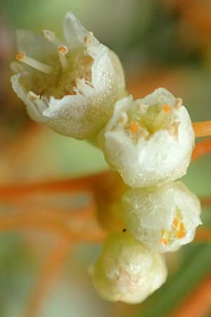 Cuscuta gronovii \ Gronovius-Seide, Weiden-Seide, D Mosbach-Eisenbusch 8.9.2015