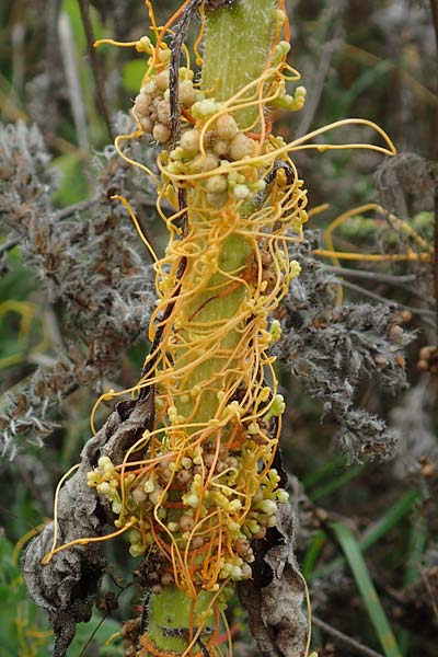 Cuscuta gronovii \ Gronovius-Seide, Weiden-Seide, D Mosbach-Eisenbusch 8.9.2015