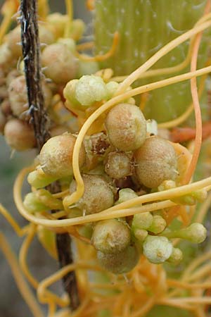 Cuscuta gronovii \ Gronovius-Seide, Weiden-Seide, D Mosbach-Eisenbusch 8.9.2015