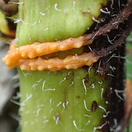 Cuscuta gronovii \ Gronovius-Seide, Weiden-Seide, D Mosbach-Eisenbusch 8.9.2015