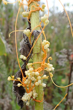 Cuscuta gronovii \ Gronovius-Seide, Weiden-Seide, D Mosbach-Eisenbusch 8.9.2015