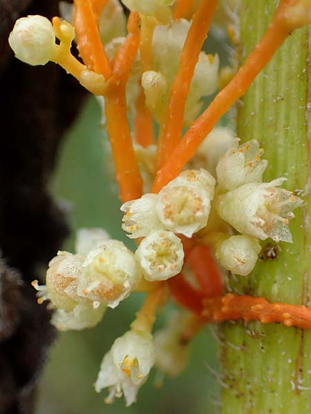 Cuscuta gronovii \ Gronovius-Seide, Weiden-Seide / Gronovius' Dodder, Swamp Dodder, D Mosbach-Eisenbusch 8.9.2015