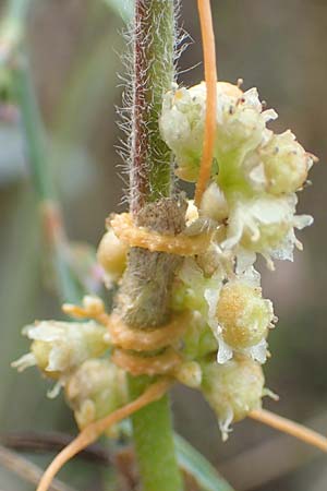 Cuscuta gronovii \ Gronovius-Seide, Weiden-Seide, D Werbach-Wenkheim 2.10.2016