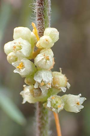 Cuscuta gronovii \ Gronovius-Seide, Weiden-Seide / Gronovius' Dodder, Swamp Dodder, D Werbach-Wenkheim 2.10.2016