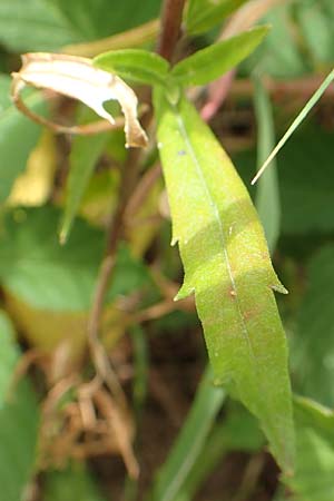 Collomia grandiflora \ Groblumige Leimsaat, D Eifel, Herhahn 9.7.2018